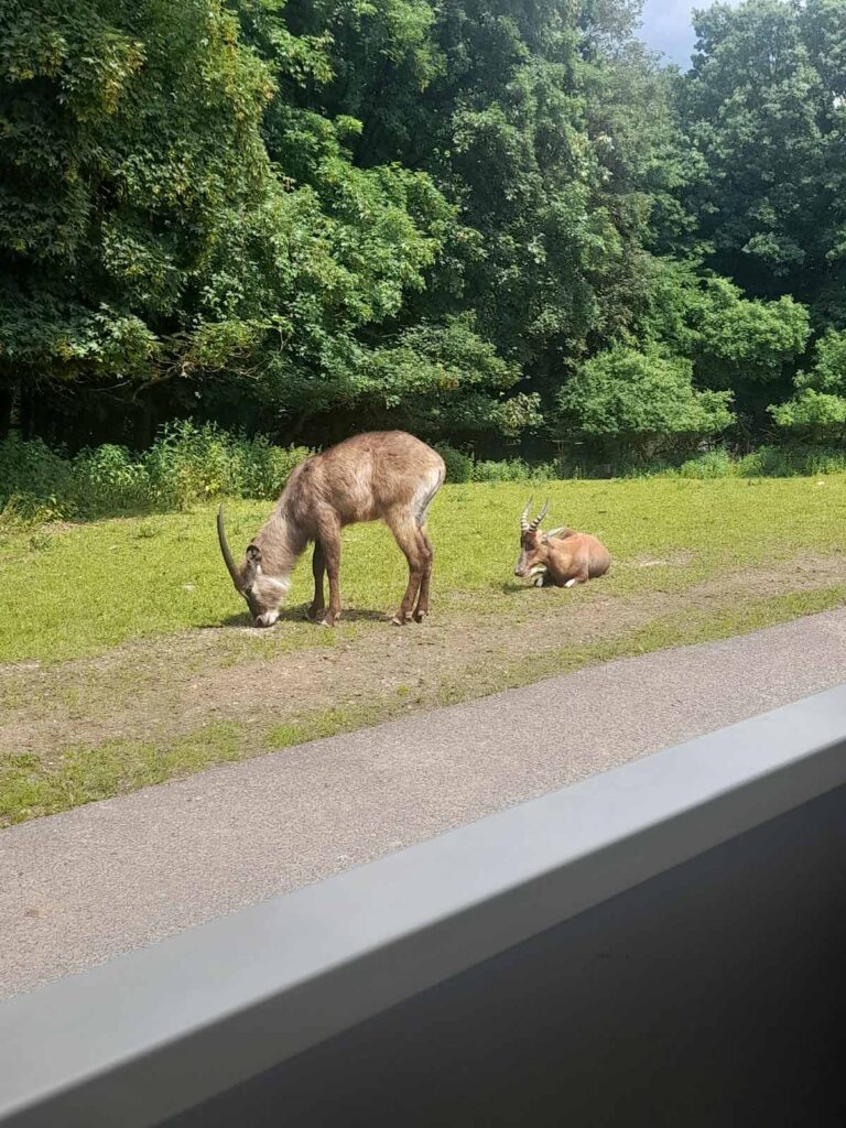 Wyjazd uczniów SP w Kaliszkowicach Ołobockich na wycieczkę KARPACZ-ZOO SAFARI-SKALNE MIASTO