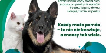 Mały gest, wielka moc – wystaw miskę! Pomóżmy zwierzętom przetrwać upały.
