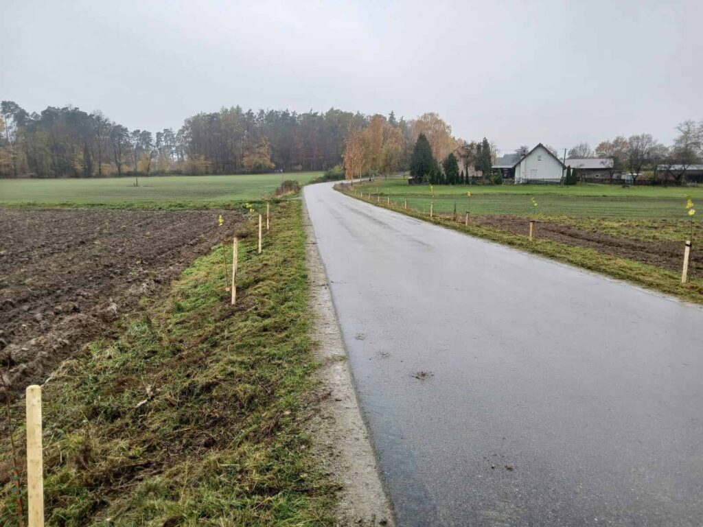 Miasto i Gmina Mikstat po raz kolejny uzyskały dotację na sadzenie lip drobnolistnych wzdłuż dróg gminnych.