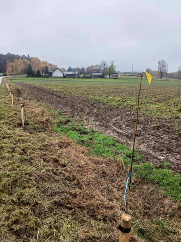 Miasto i Gmina Mikstat po raz kolejny uzyskały dotację na sadzenie lip drobnolistnych wzdłuż dróg gminnych.