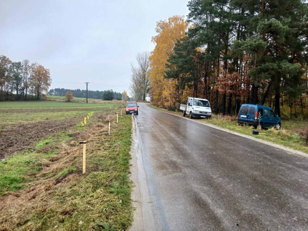 Miasto i Gmina Mikstat po raz kolejny uzyskały dotację na sadzenie lip drobnolistnych wzdłuż dróg gminnych.